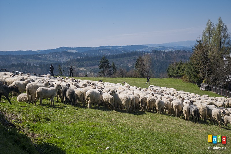 Owce wyszły na hale 