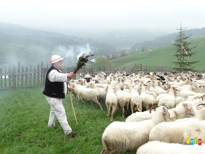 Fotorelacja z mieszania owiec na Cieńkowie 